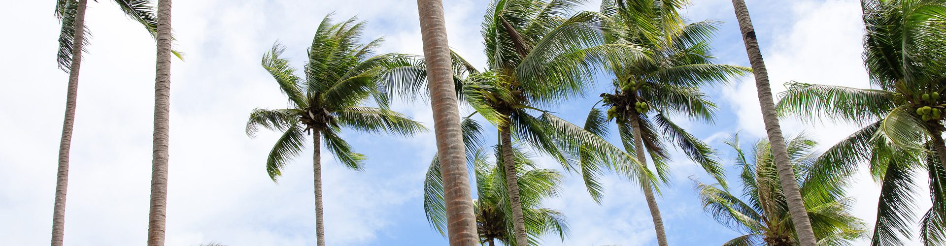 View of palm trees